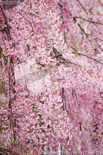 Image of A beautiful flowering tree