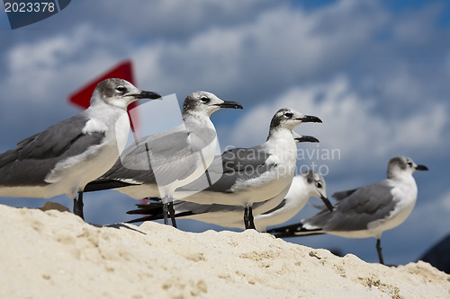 Image of Saguls sitting on a shore