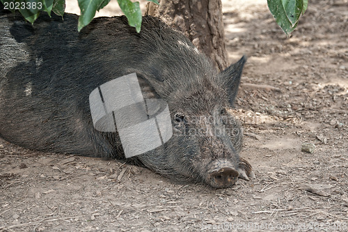 Image of Boar's Head