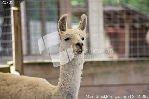 Image of llama