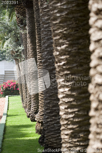 Image of Palm-trees