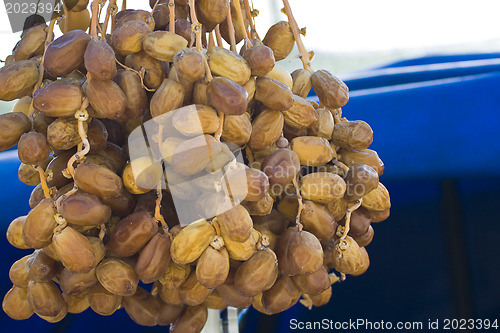 Image of  Dates palmtree