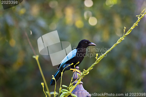 Image of Curious starling