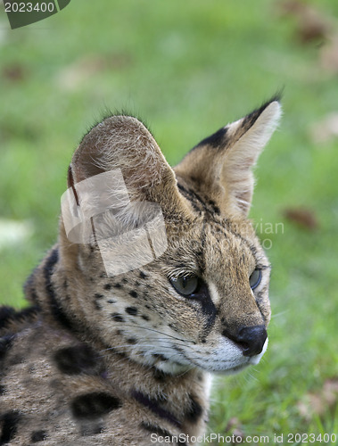 Image of African Wild Cat