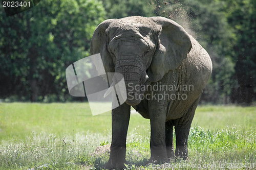 Image of African eliphant