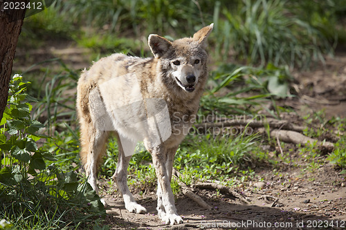 Image of Wolf