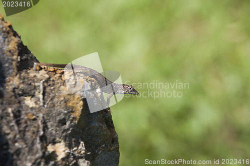 Image of Lizard