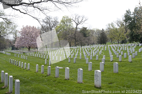 Image of Arlington National Cemetary