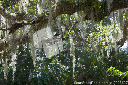 Image of Mysterious Spanish Moss