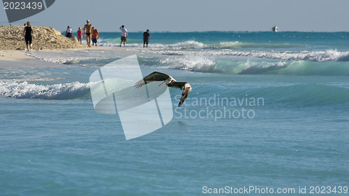 Image of Pelicans looking for their pray