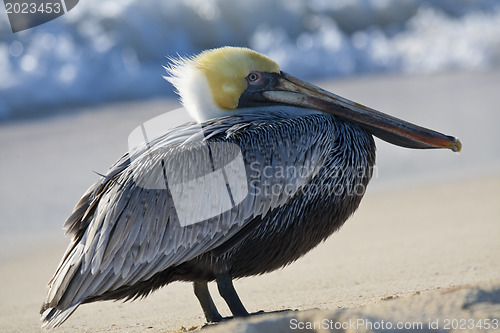 Image of Pelican is walking on a shore