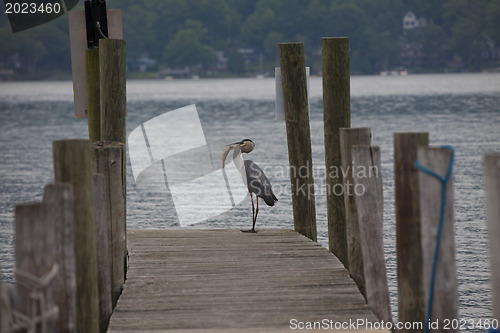 Image of Great Blue Heron- successful fishing