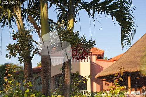 Image of View of house with tropical plants