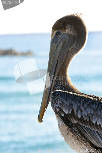 Image of Pelican