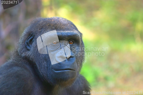 Image of Gorilla 