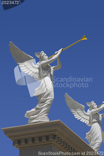 Image of Angel trumpeter 