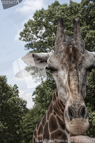 Image of Giraffe is eating from human hand