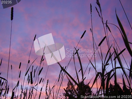 Image of Sunset and straws