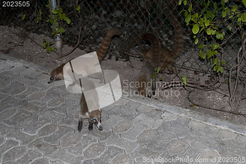 Image of Cozumel raccoons seaking for food