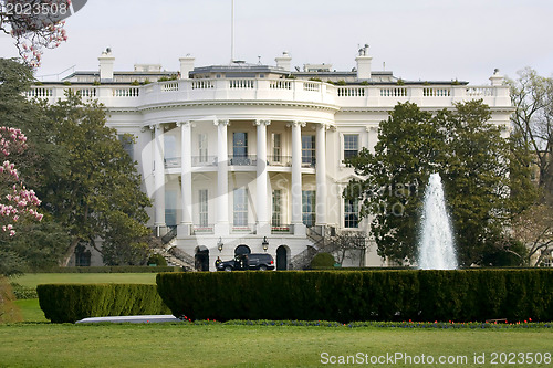 Image of Magnolia blossom tree in front of White House