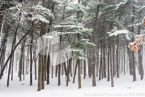 Image of Winter forest