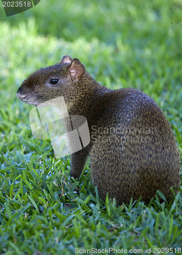 Image of Mexican Agouti