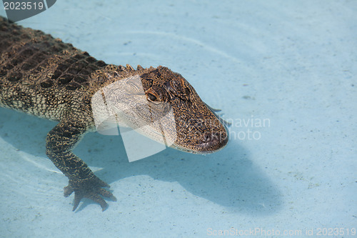 Image of North American Aligator