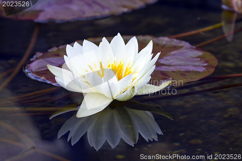 Image of White water lily