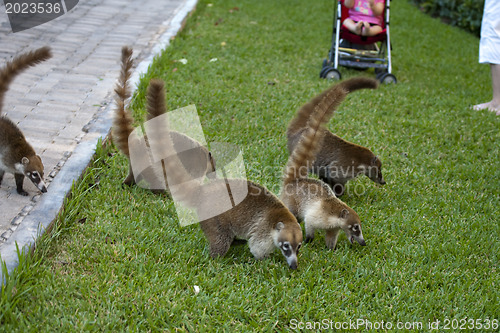 Image of Cozumel raccoons seaking for food