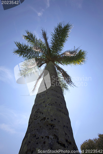 Image of palm tree 