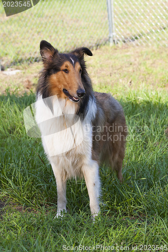 Image of 
Rough collie - Scottish shepherd