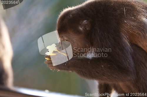 Image of Monkey is eating an apple 