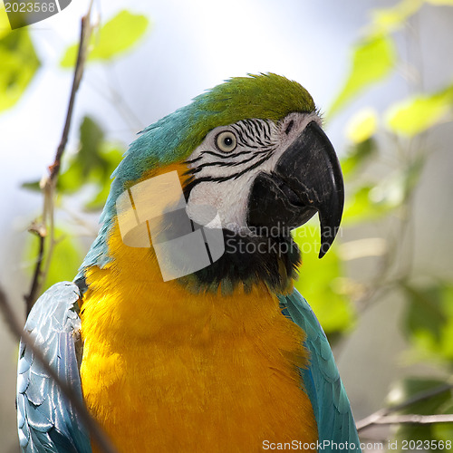 Image of  Blue-and-yellow Macaw - Ara ararauna