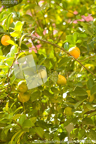 Image of Citrus tree