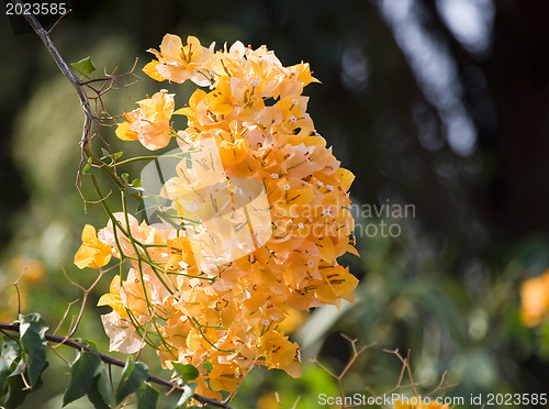 Image of Flowers of Israel