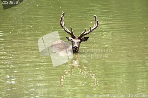 Image of Swiming stag