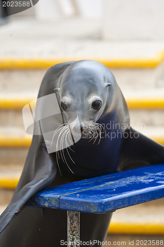 Image of Seal is ready for photo 