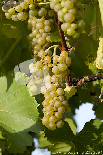 Image of Ripe white bunches of wine grapes ready for harvest. 