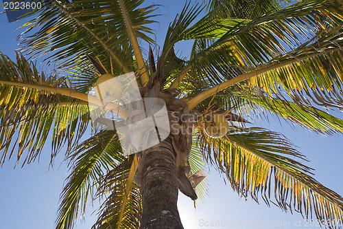 Image of Coconuts on a palm-tree