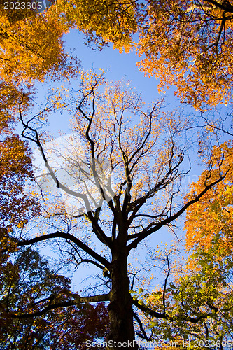Image of Autumn park