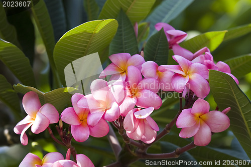 Image of Beautiful flowers of Israel,
