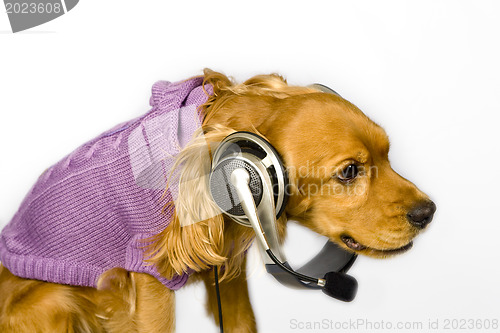 Image of Cocker  spaniel wiht headphone