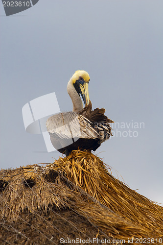 Image of Pelican sitting on strow roof