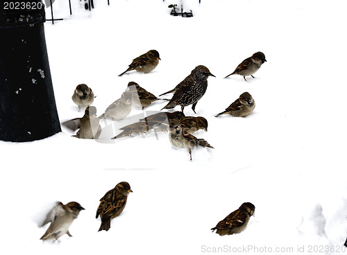 Image of Sparrows