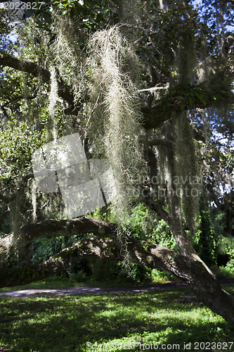 Image of Mysterious Spanish Moss