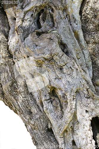 Image of Dried trunk of a tree 