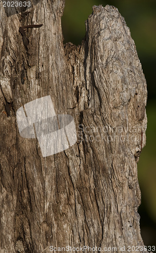 Image of Natural distressed bark of tree trunk