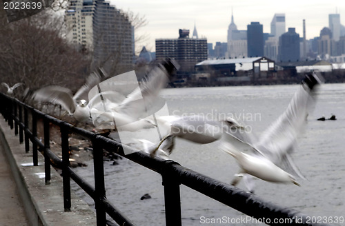 Image of Seagulls on a porch