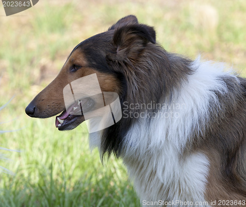 Image of 
Rough collie - Scottish shepherd