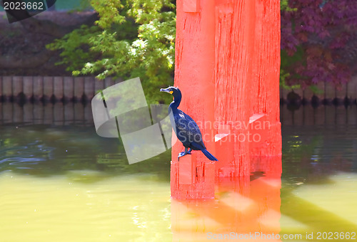 Image of Bird on red